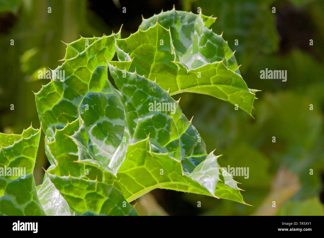 Beata milkthistle, cardo mariano, cardo (Silybum marianum, Carduus Marianus), foglia, Germania Foto Stock