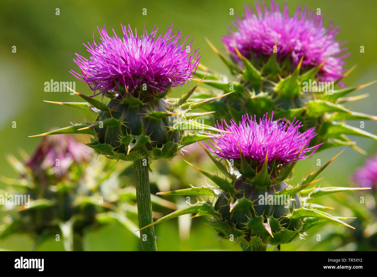 Beata milkthistle, cardo mariano, cardo (Silybum marianum, Carduus Marianus), fioritura, Germania Foto Stock