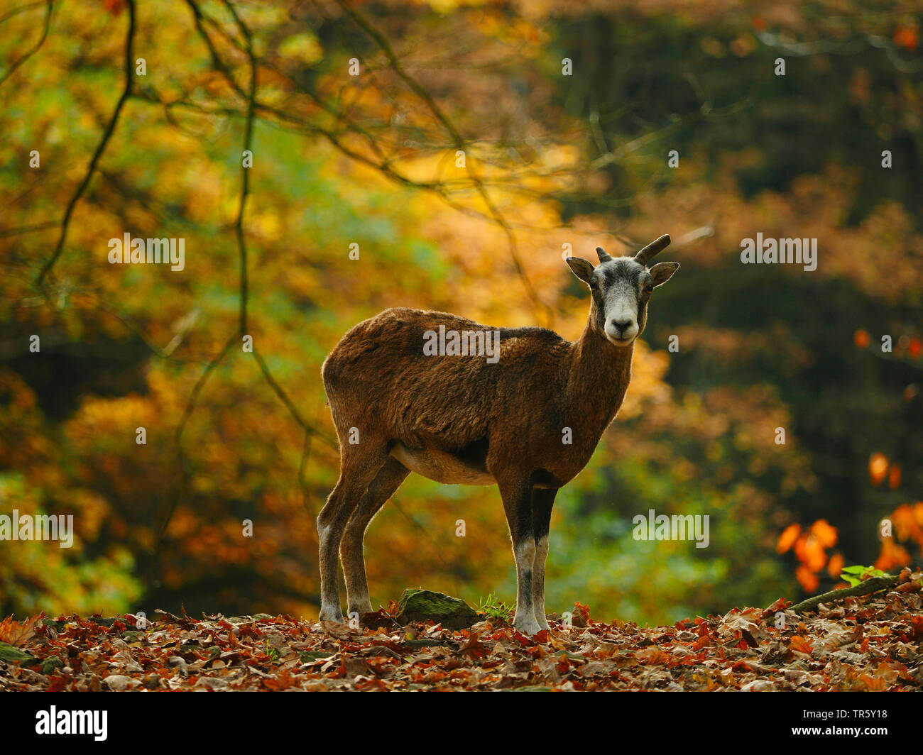 Muflone (Ovis musimon, Ovis gmelini musimon, Ovis orientalis musimon), muflone Pecora in piedi in una foresta autunnale, Germania, Sassonia Foto Stock