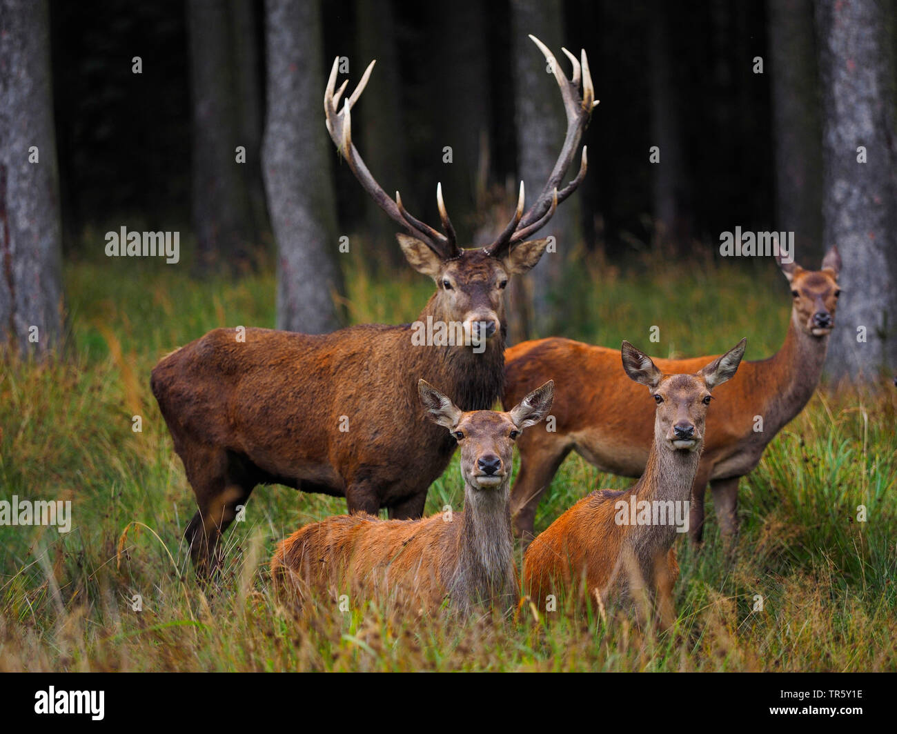 Il cervo (Cervus elaphus), solchi hart con non su erba alta, Germania, Sassonia Foto Stock