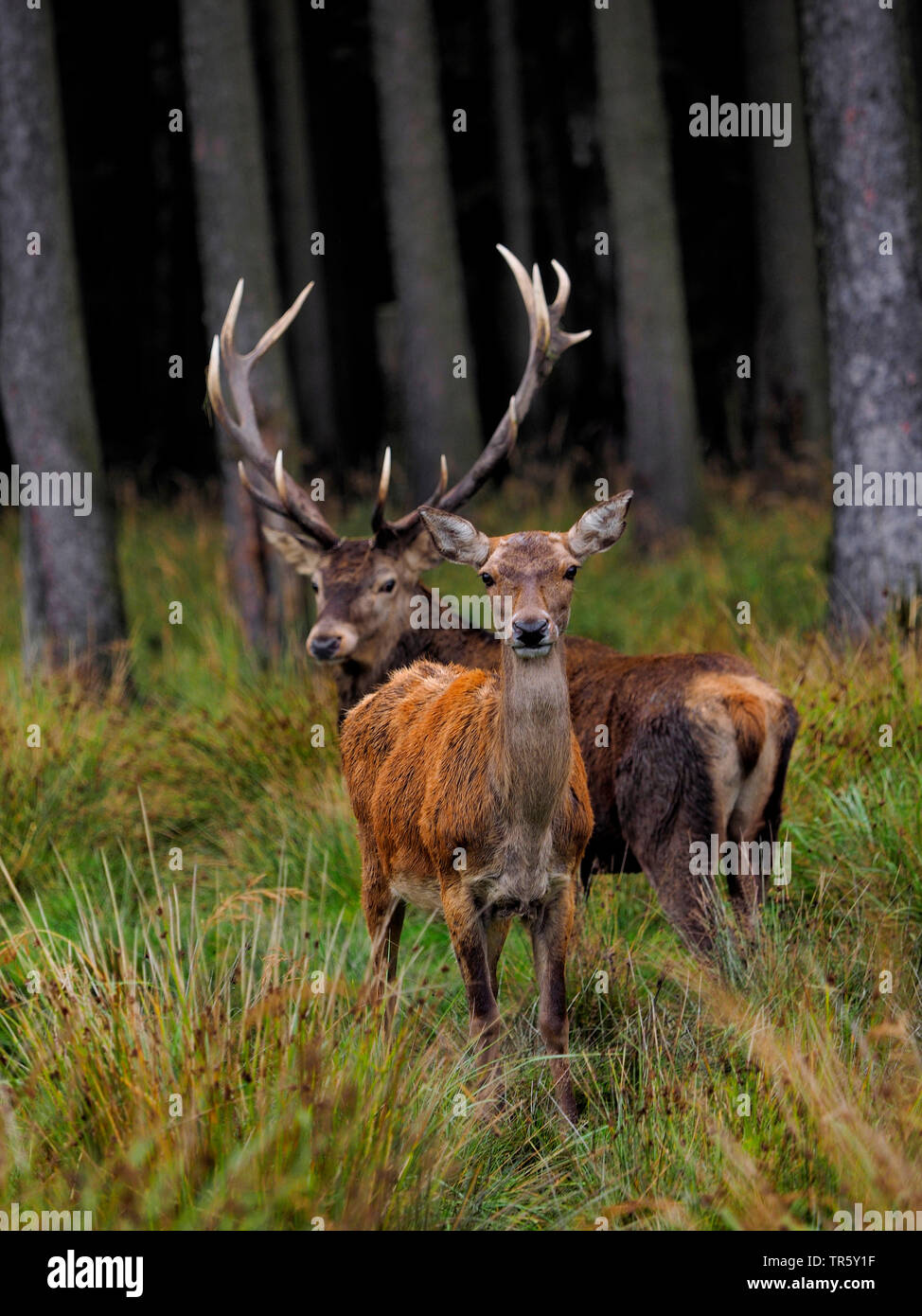 Il cervo (Cervus elaphus), solchi hart con doe su erba alta, Germania, Sassonia Foto Stock