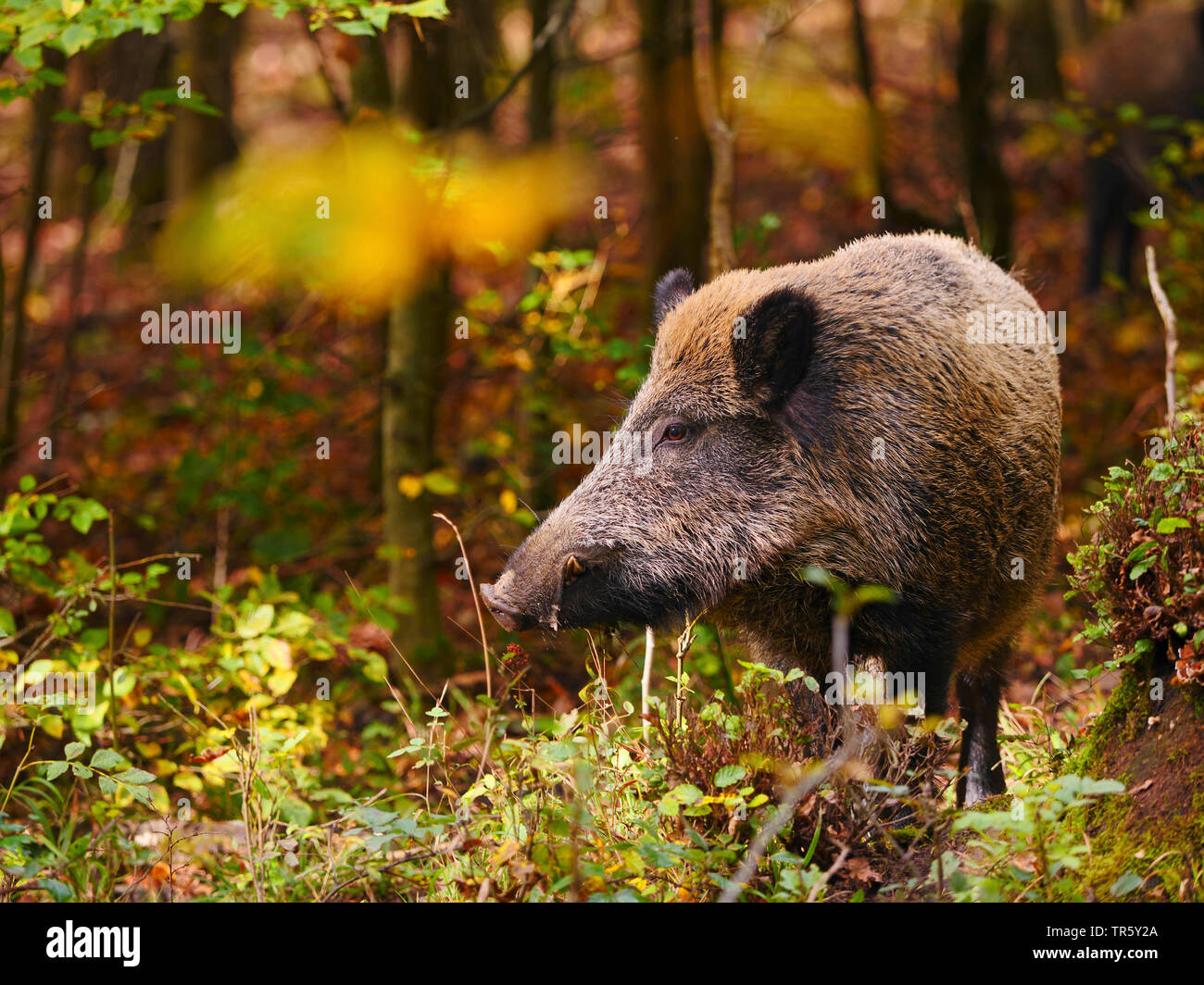 Il cinghiale, maiale, il cinghiale (Sus scrofa), Wild seminare in piedi in una foresta autunnale, GERMANIA Baden-Wuerttemberg Foto Stock