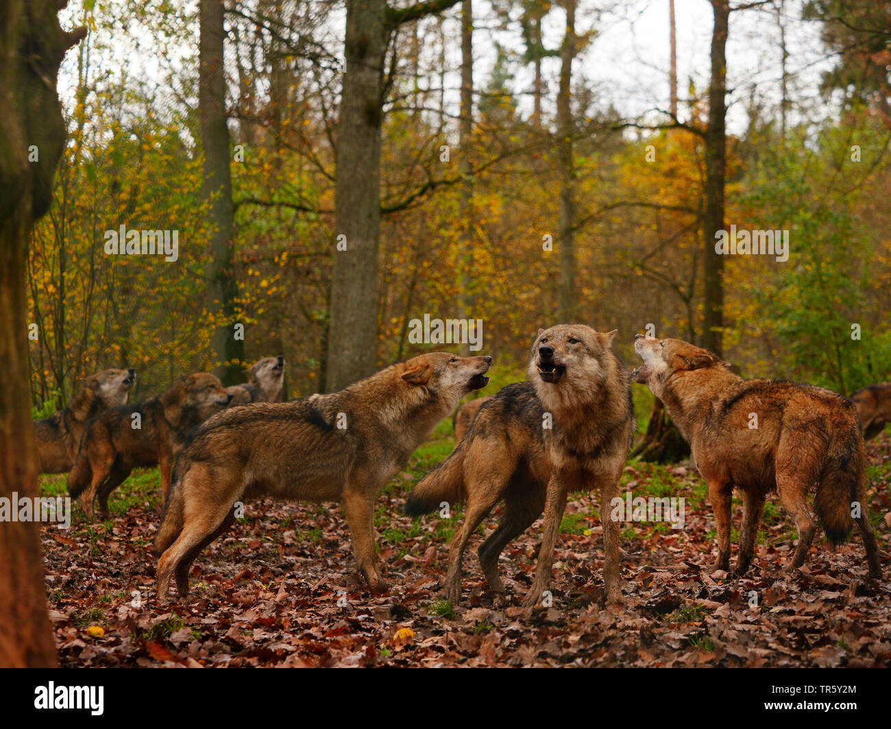 Unione lupo (Canis lupus lupus), il lamento dei lupi in un pacco in autunno, in Germania, in Baviera Foto Stock