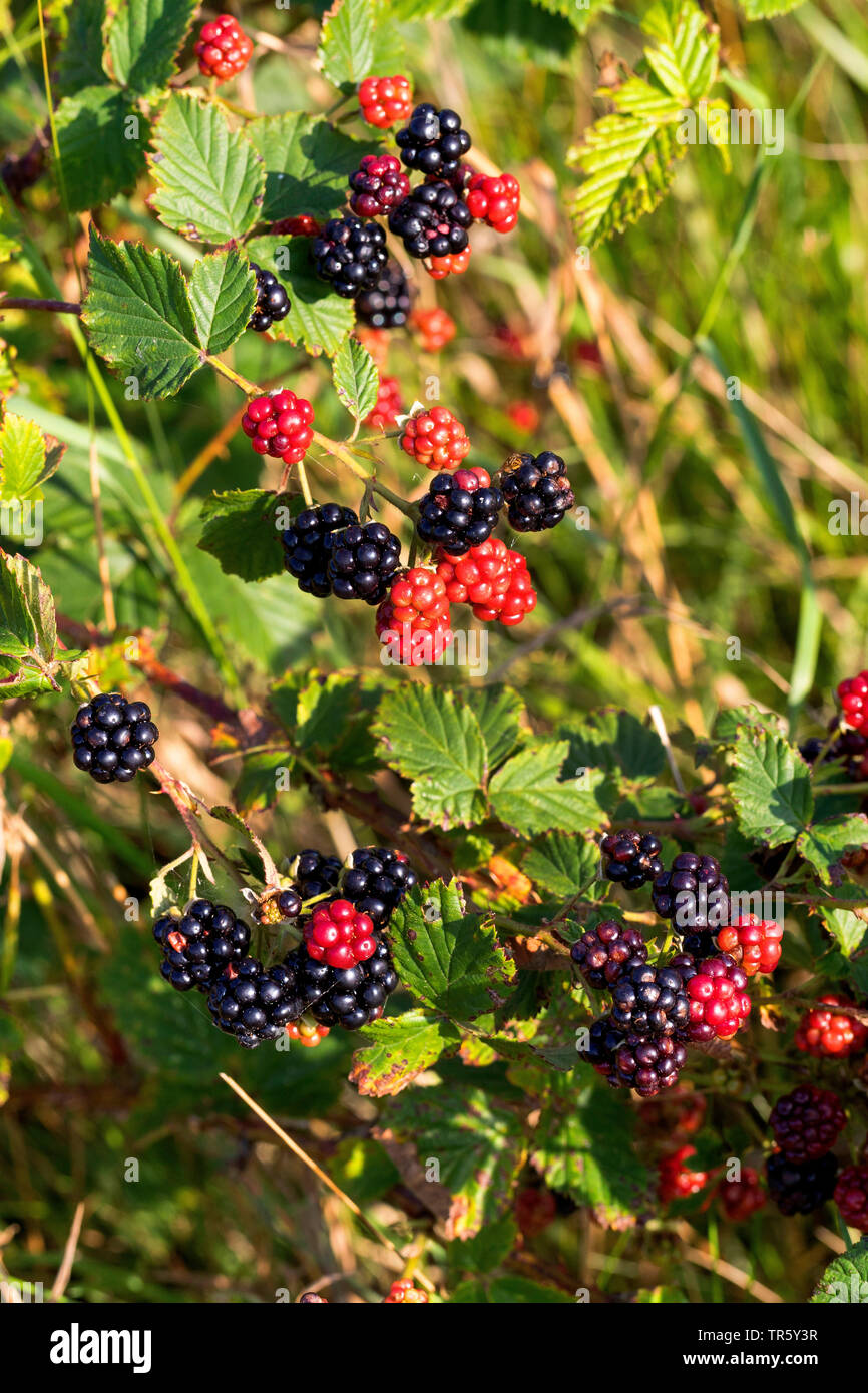 Blackberry arbustive (Rubus fruticosus), la fruttificazione, Germania Foto Stock