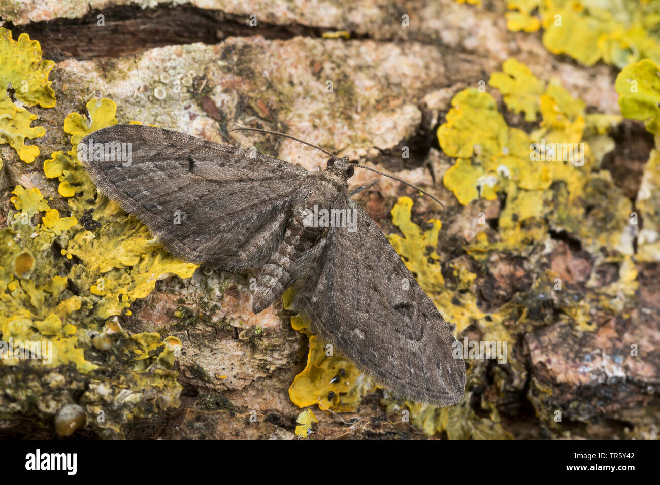 Ribes falena pug (Eupithecia innotata), seduto sulla corteccia lichened, vista da sopra, Germania Foto Stock