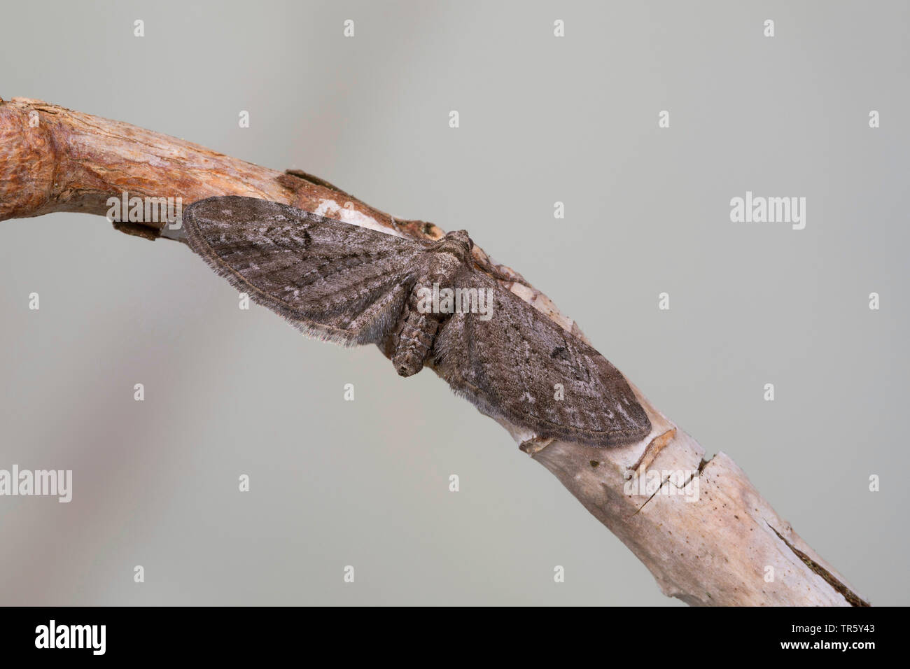 Ribes falena pug (Eupithecia innotata), seduto su un ramoscello, vista da sopra, Germania Foto Stock