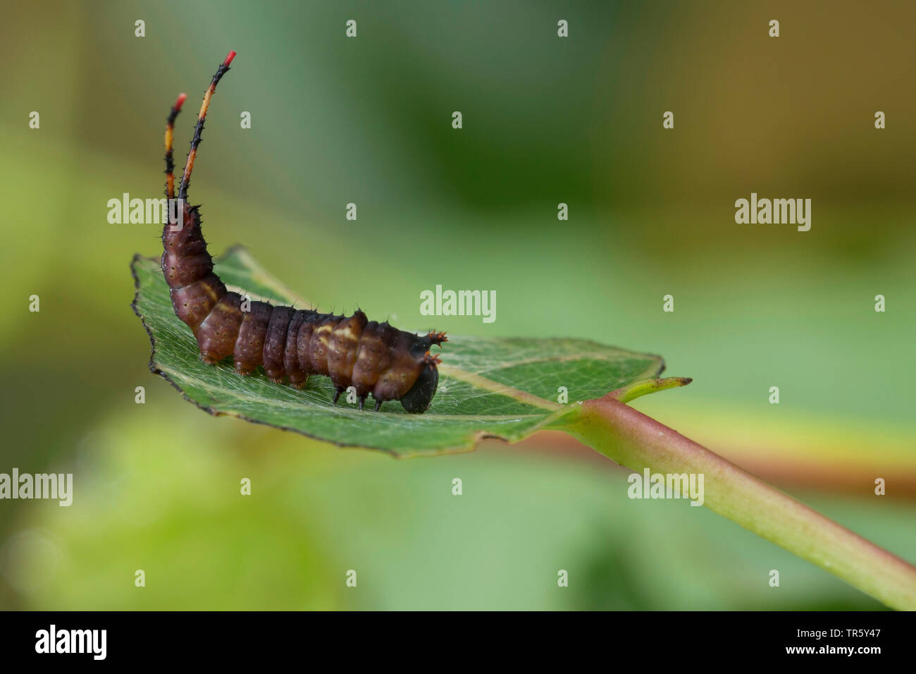 Puss Moth (Cerura vinula, Dicranura vinula), Caterpillar a mangiare pioppo tremante, Germania Foto Stock