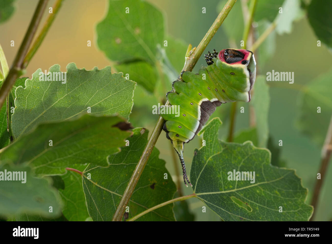 Puss Moth (Cerura vinula, Dicranura vinula), Caterpillar a mangiare pioppo tremante, vista laterale, Germania Foto Stock