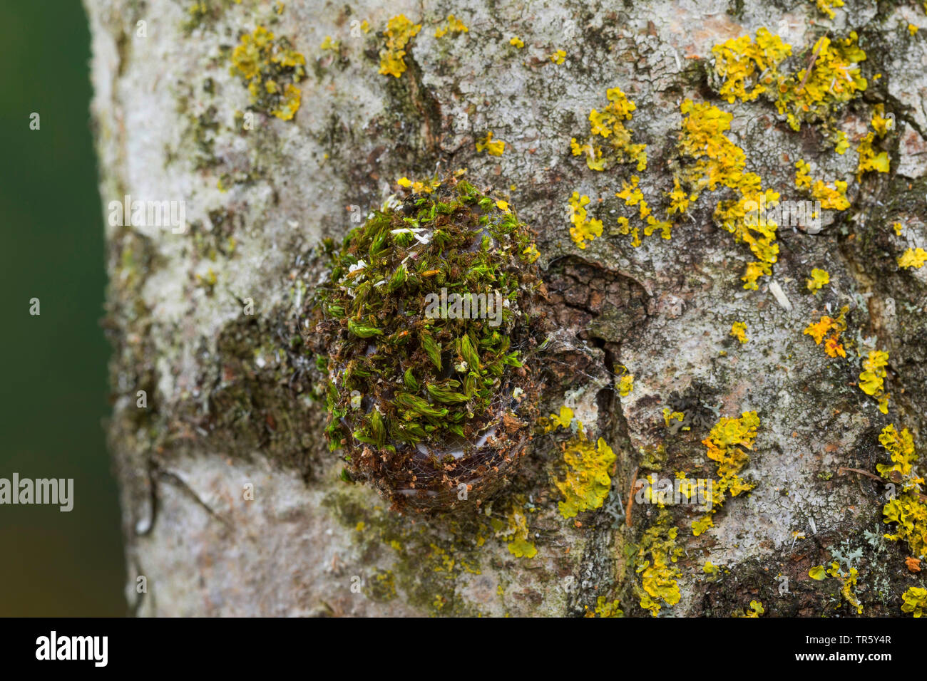 Puss Moth (Cerura vinula, Dicranura vinula), Caterpillar costruendo un bozzolo in corrispondenza di un tronco di betulla, Germania Foto Stock