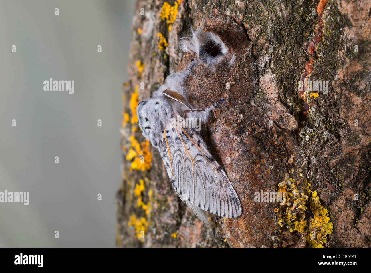 Puss Moth (Cerura vinula, Dicranura vinula), appena schiuse moth al cocoon, vista laterale, Germania Foto Stock
