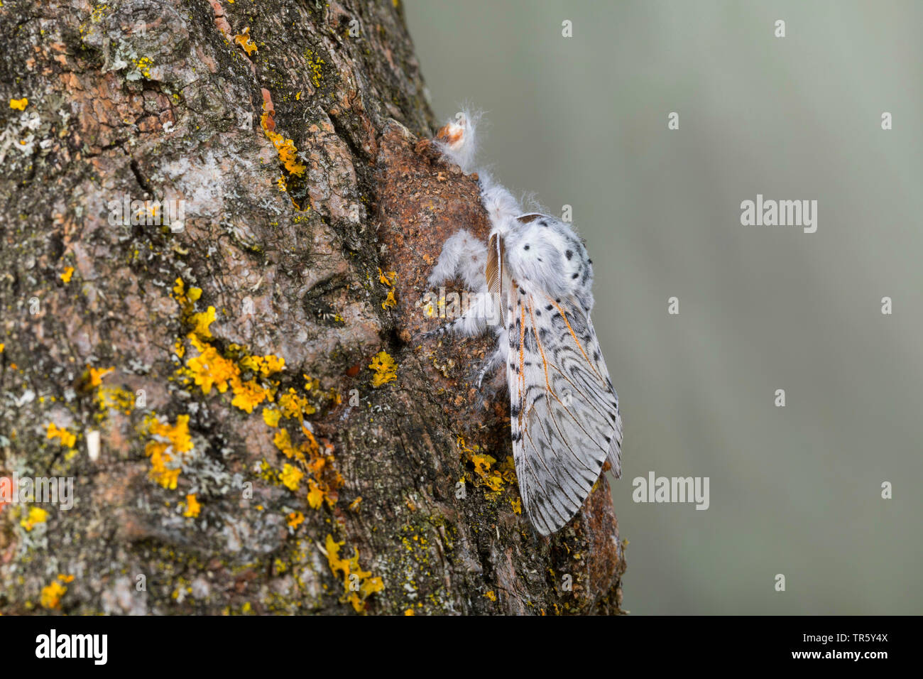 Puss Moth (Cerura vinula, Dicranura vinula), appena schiuse moth al cocoon, vista laterale, Germania Foto Stock