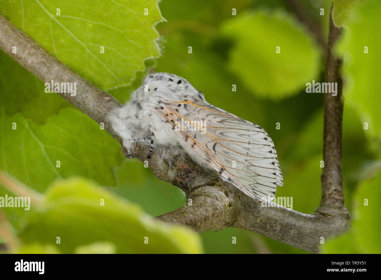 Puss Moth (Cerura vinula, Dicranura vinula), imago presso un ramoscello, vista laterale, Germania Foto Stock