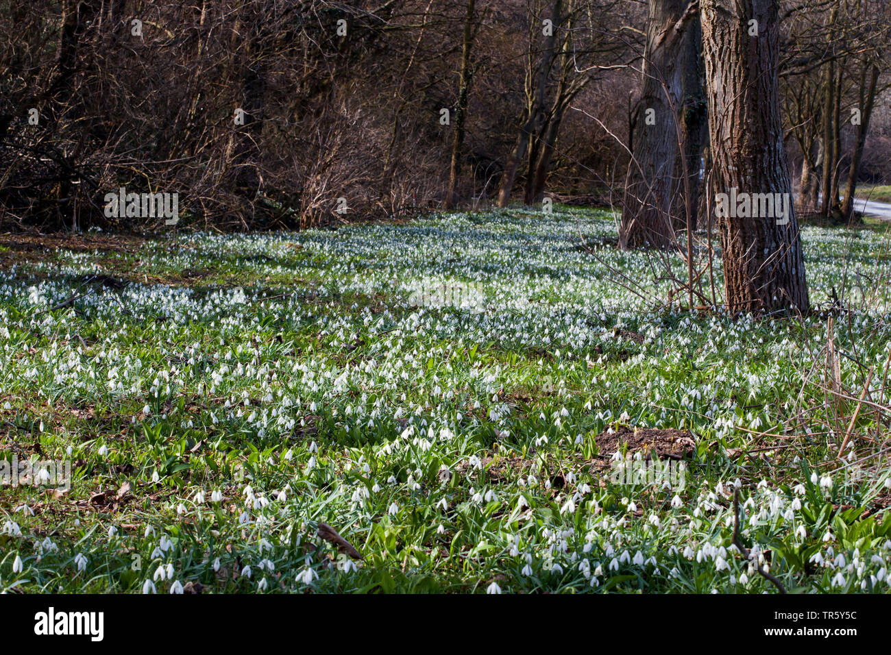 Comune (snowdrop Galanthus nivalis), che fiorisce in un parco Prato, Austria, Burgenland Foto Stock