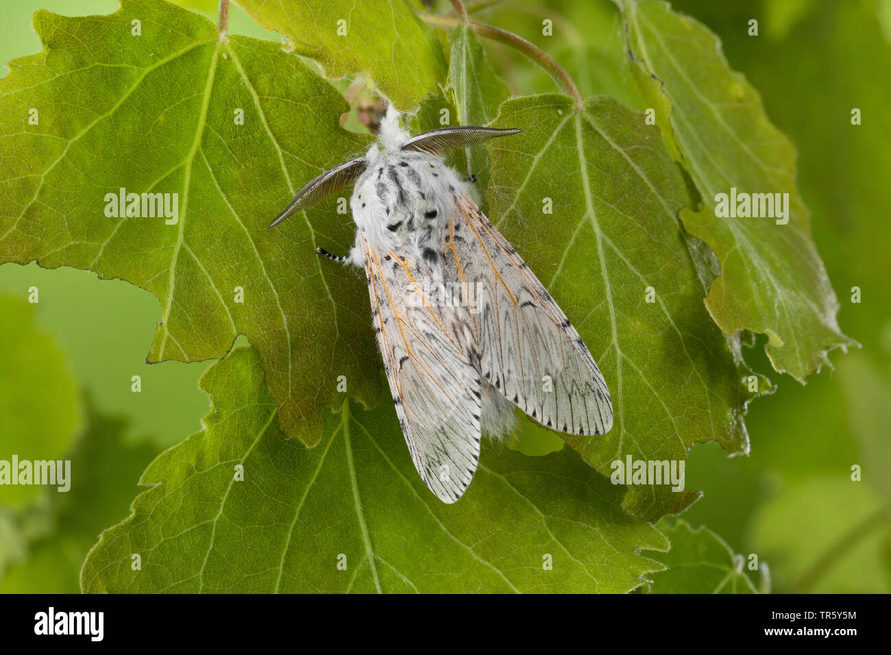 Puss Moth (Cerura vinula, Dicranura vinula), imago a poplar, vista da sopra, Germania Foto Stock