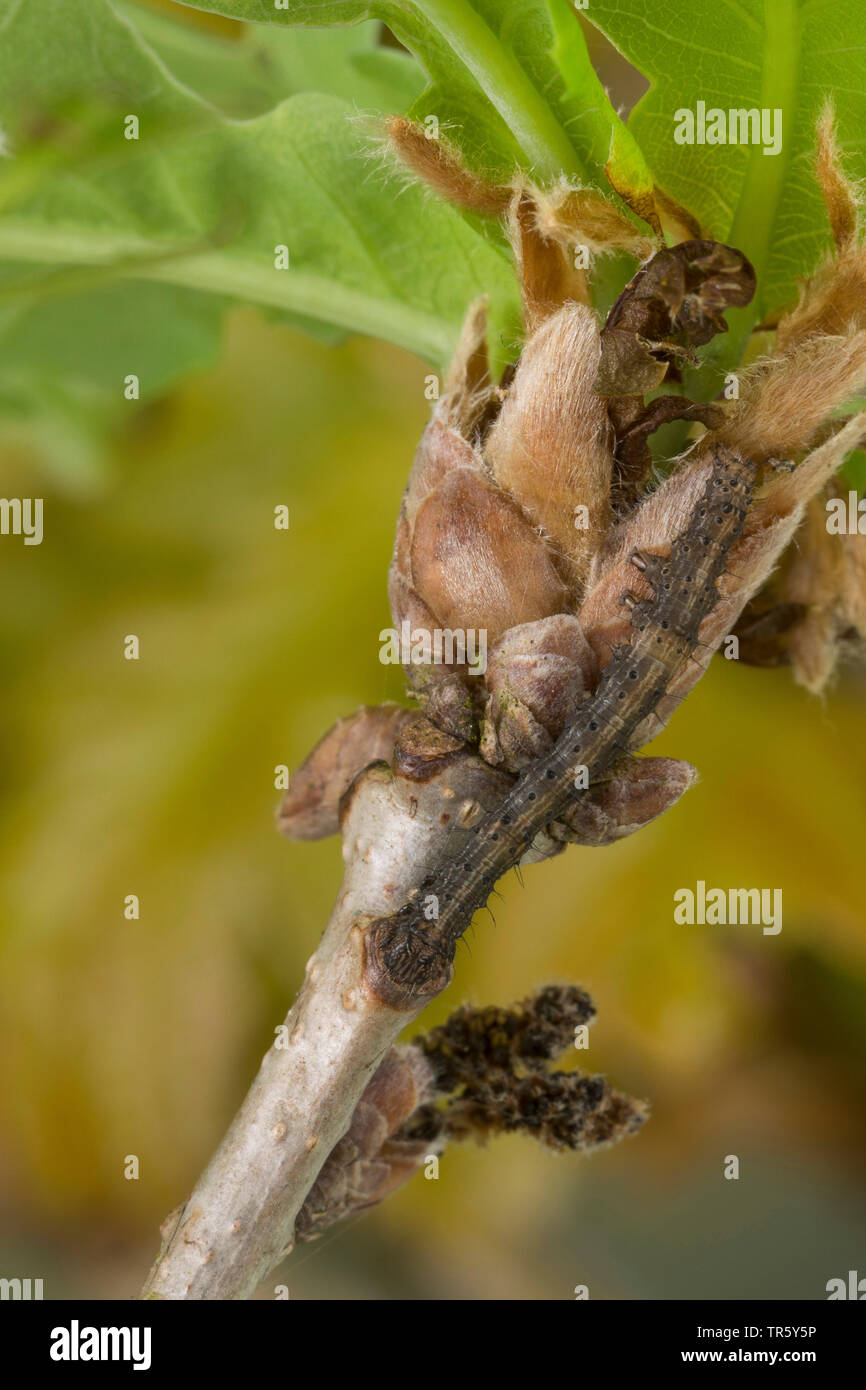 Dark crimson underwing (Catocala sponsa), giovani caterpillar per mangiare in rovere, vista da sopra, Germania Foto Stock