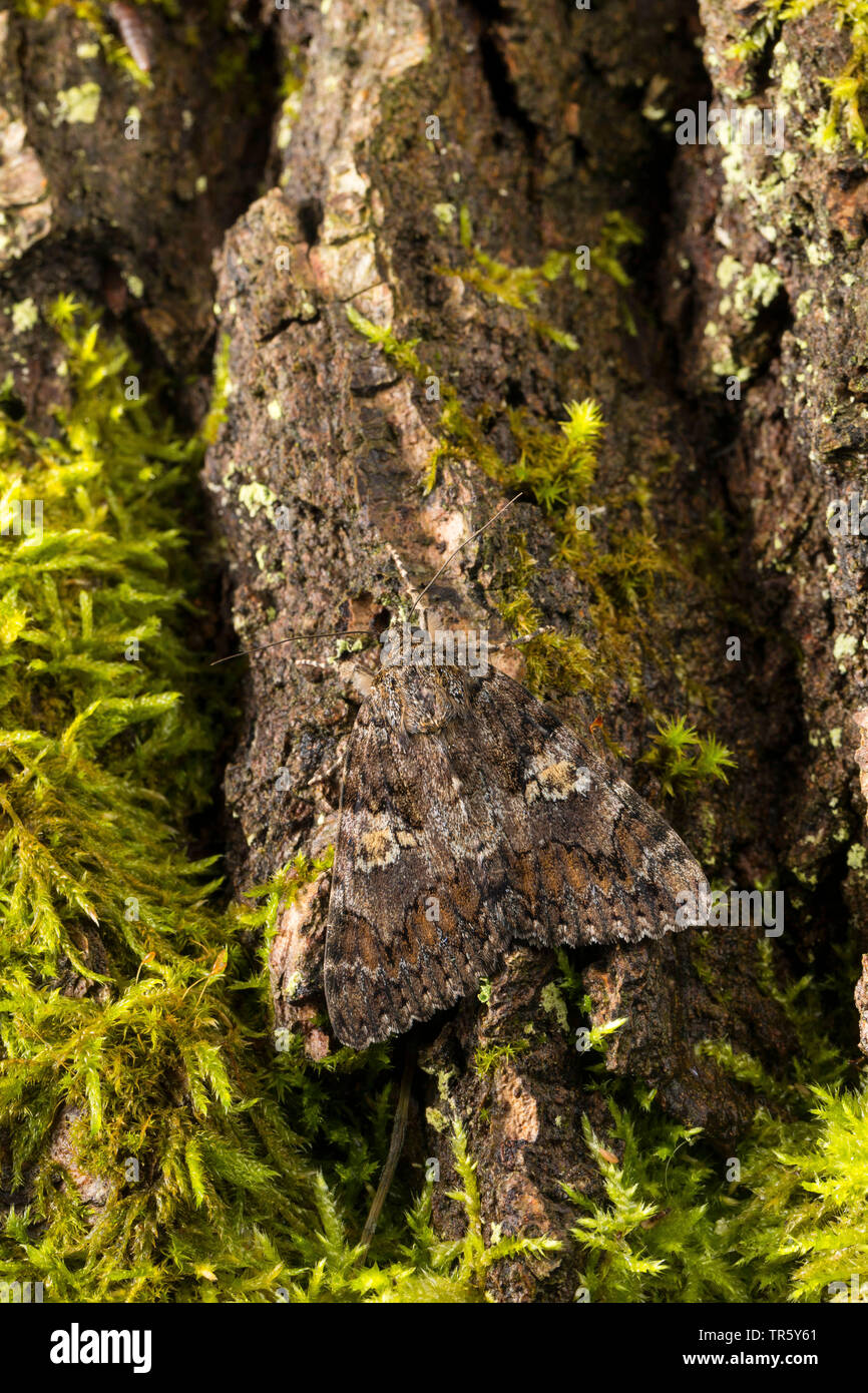 Dark crimson underwing (Catocala sponsa), inago seduti sulla corteccia ben mimetizzata, Germania Foto Stock