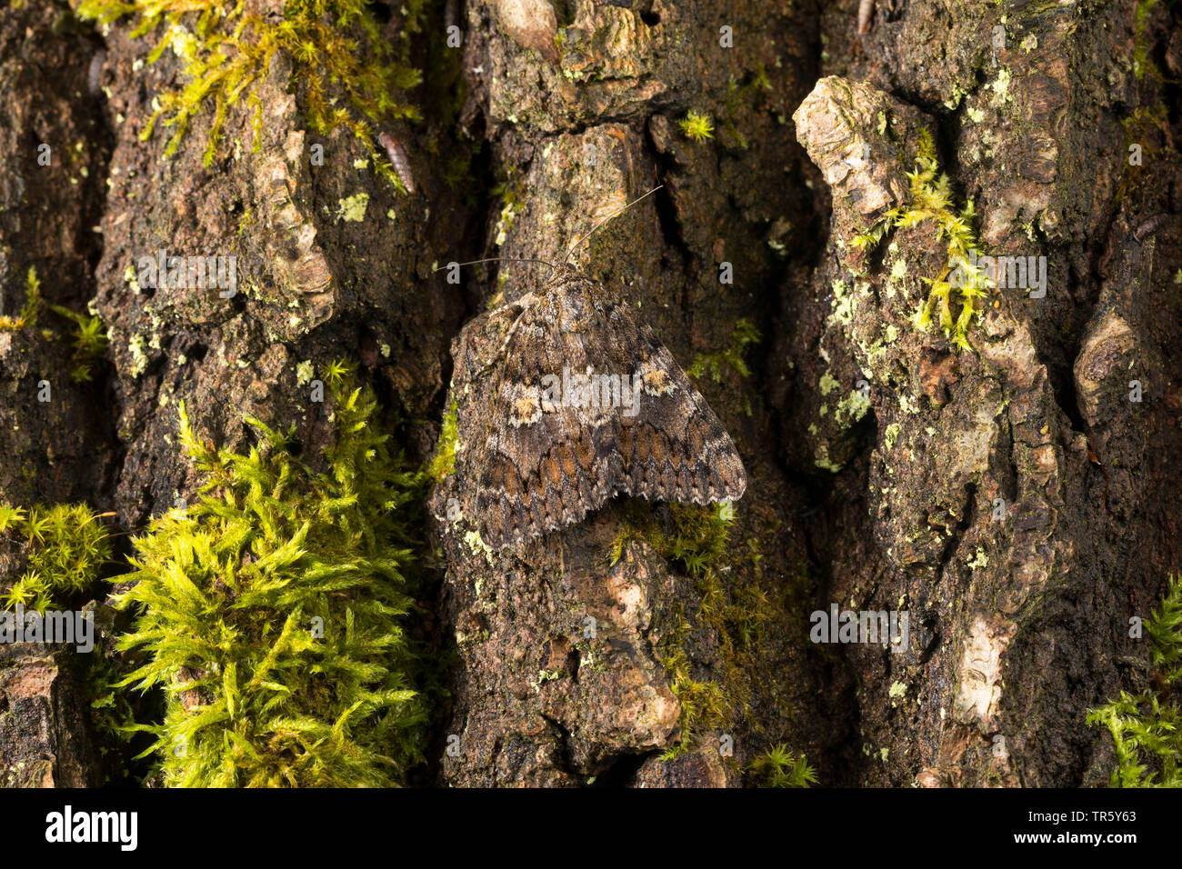 Dark crimson underwing (Catocala sponsa), inago seduti sulla corteccia ben mimetizzata, Germania Foto Stock