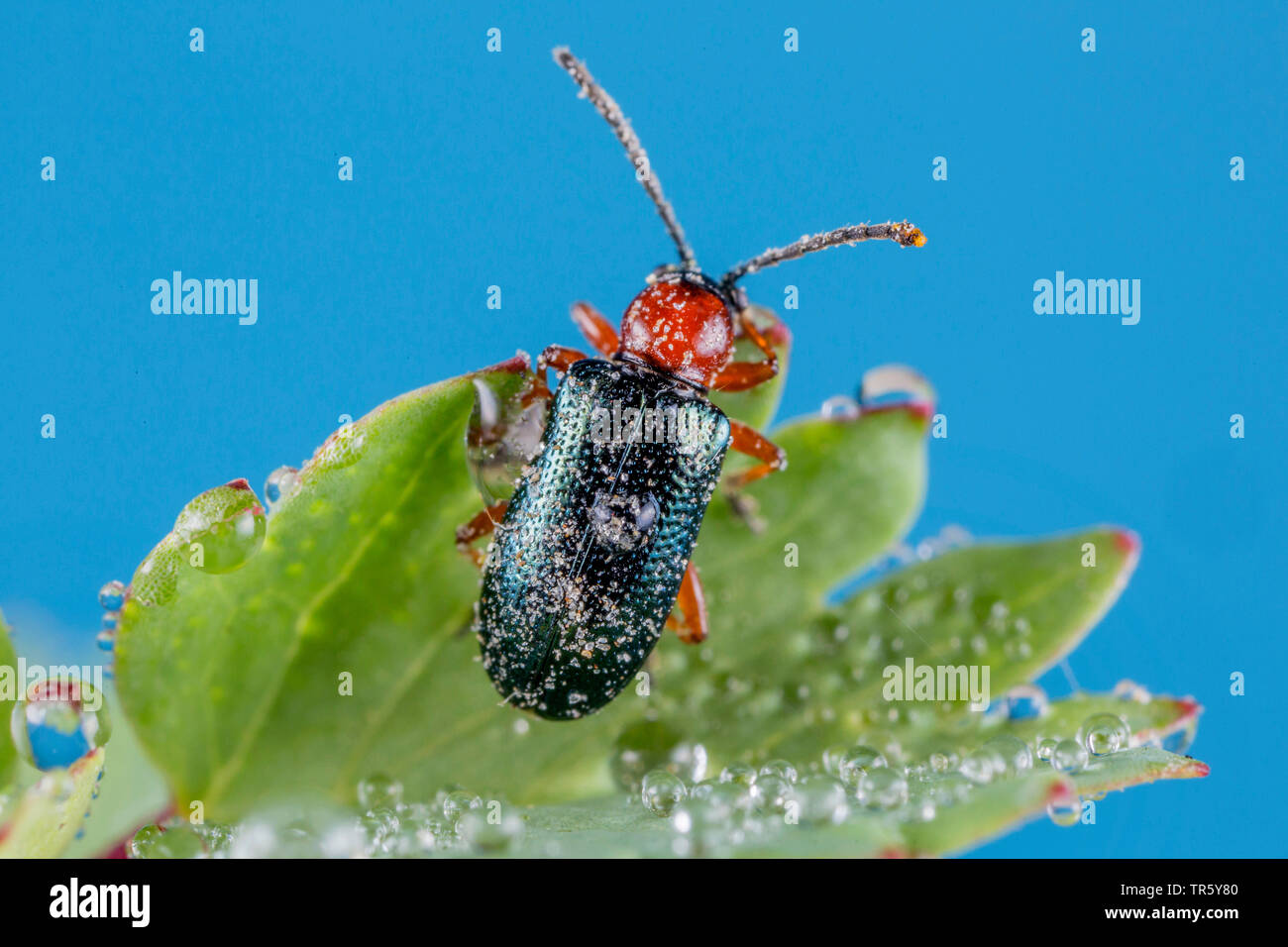 Foglia di cereali beetle (Lema melanopus, Oulema melanopus), strisciando su una foglia con dewdrops, vista da sopra, in Germania, in Baviera, Niederbayern, Bassa Baviera Foto Stock