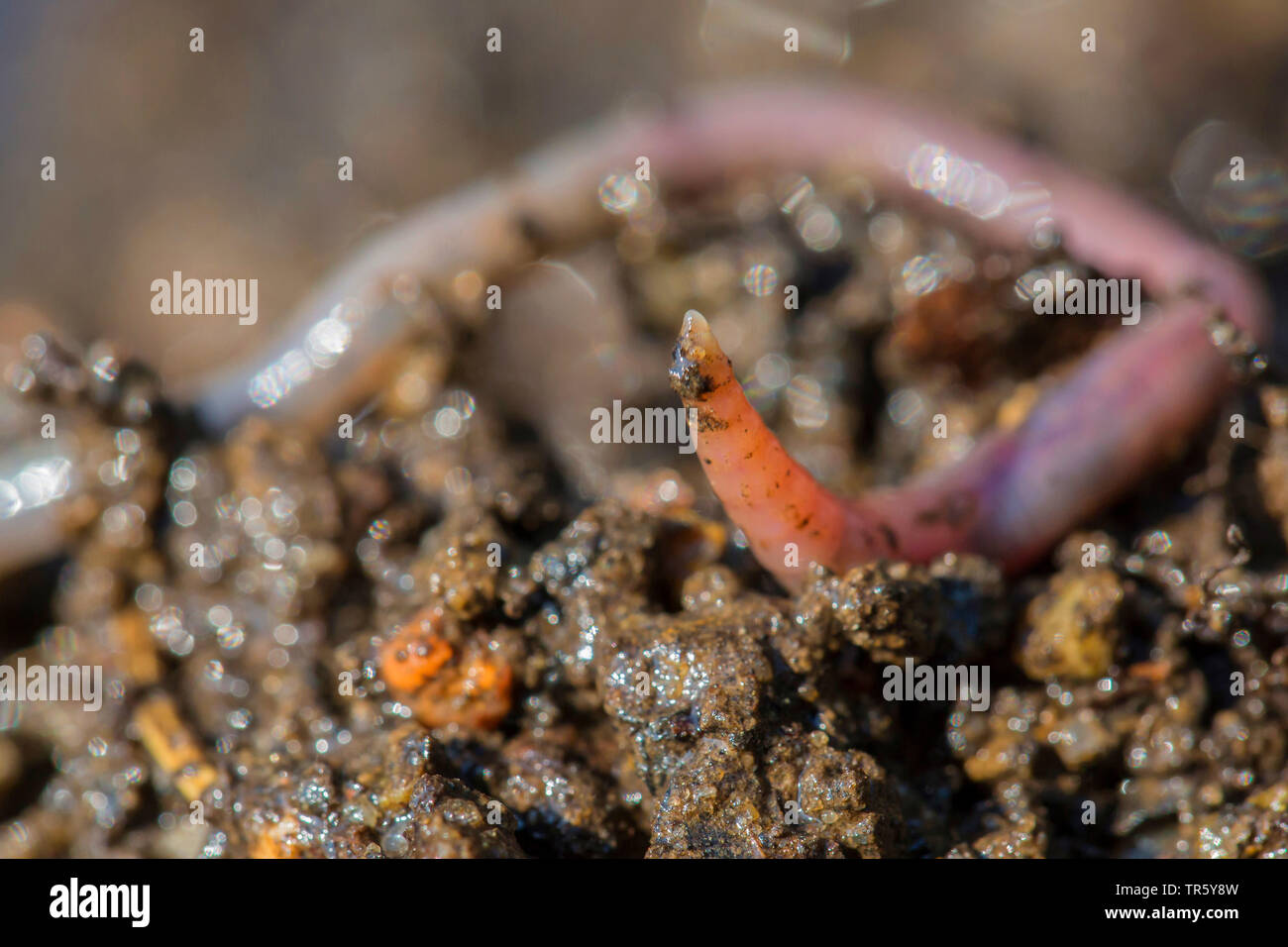 Red lombrico, red worm (Lombrico rubellus), che si muovono sul suolo bagnato, in Germania, in Baviera, Niederbayern, Bassa Baviera Foto Stock