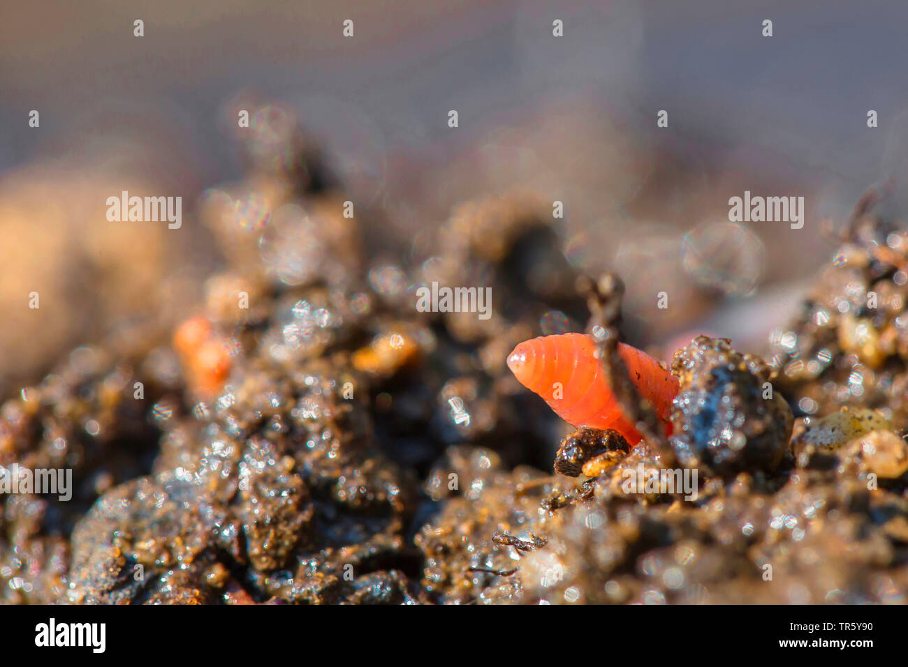 Red lombrico, red worm (Lombrico rubellus), guardando fuori suolo bagnato, in Germania, in Baviera, Niederbayern, Bassa Baviera Foto Stock