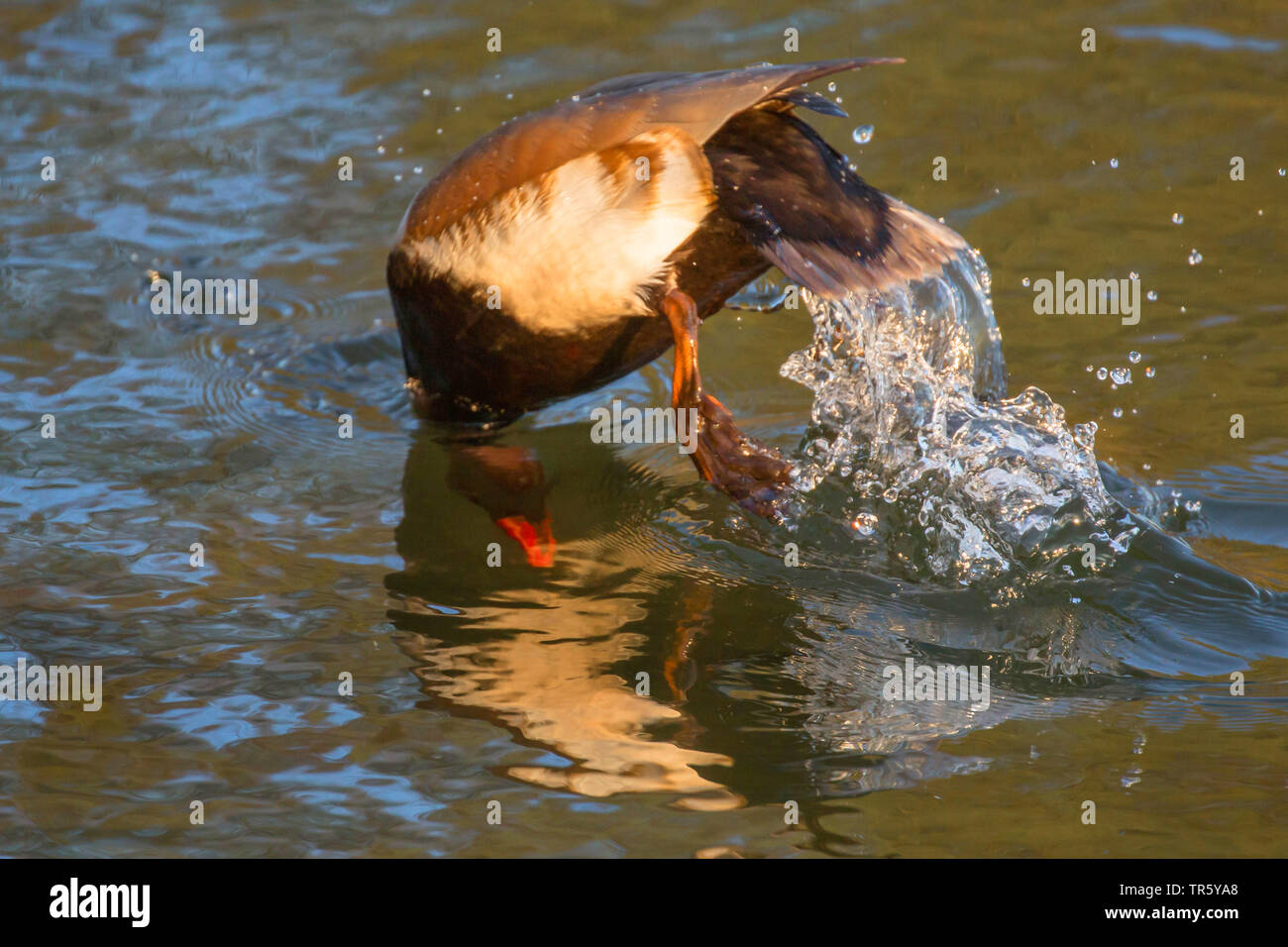 Rosso-crested pochard (Netta rufina), Drake prendendo una testata in acqua, in Germania, in Baviera, Alta Baviera, Baviera superiore Foto Stock