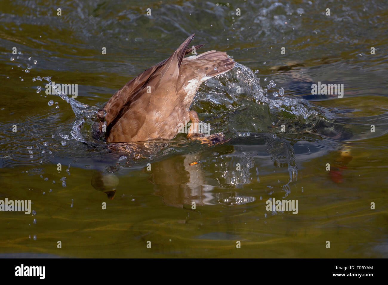 Rosso-crested pochard (Netta rufina), femmina prendendo una testata in acqua, in Germania, in Baviera, Alta Baviera, Baviera superiore Foto Stock
