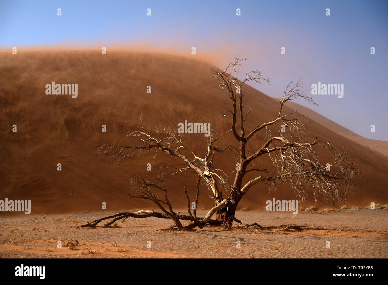 Camel thorn, giraffe thorn (Acacia erioloba), albero morto nella parte anteriore di una duna di sabbia, Namibia, Sossusvlei, Namib Naukluft National Park Foto Stock