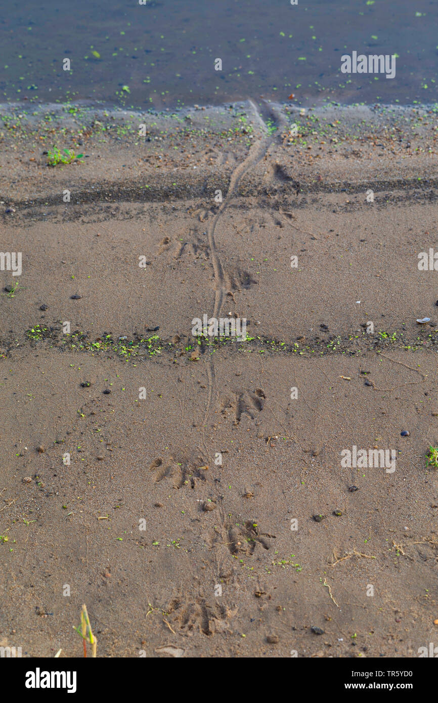 Coypu, nutria (Myocastor coypus), le tracce nella sabbia umida, Germania Foto Stock