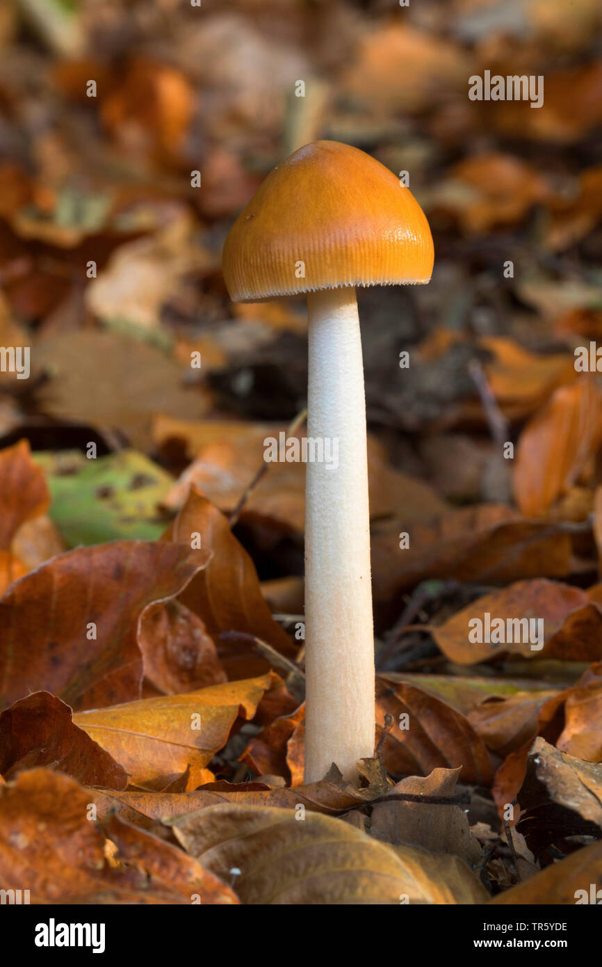 Il tawny grisette (Amanita fulva), corpo fruttifero Foto Stock