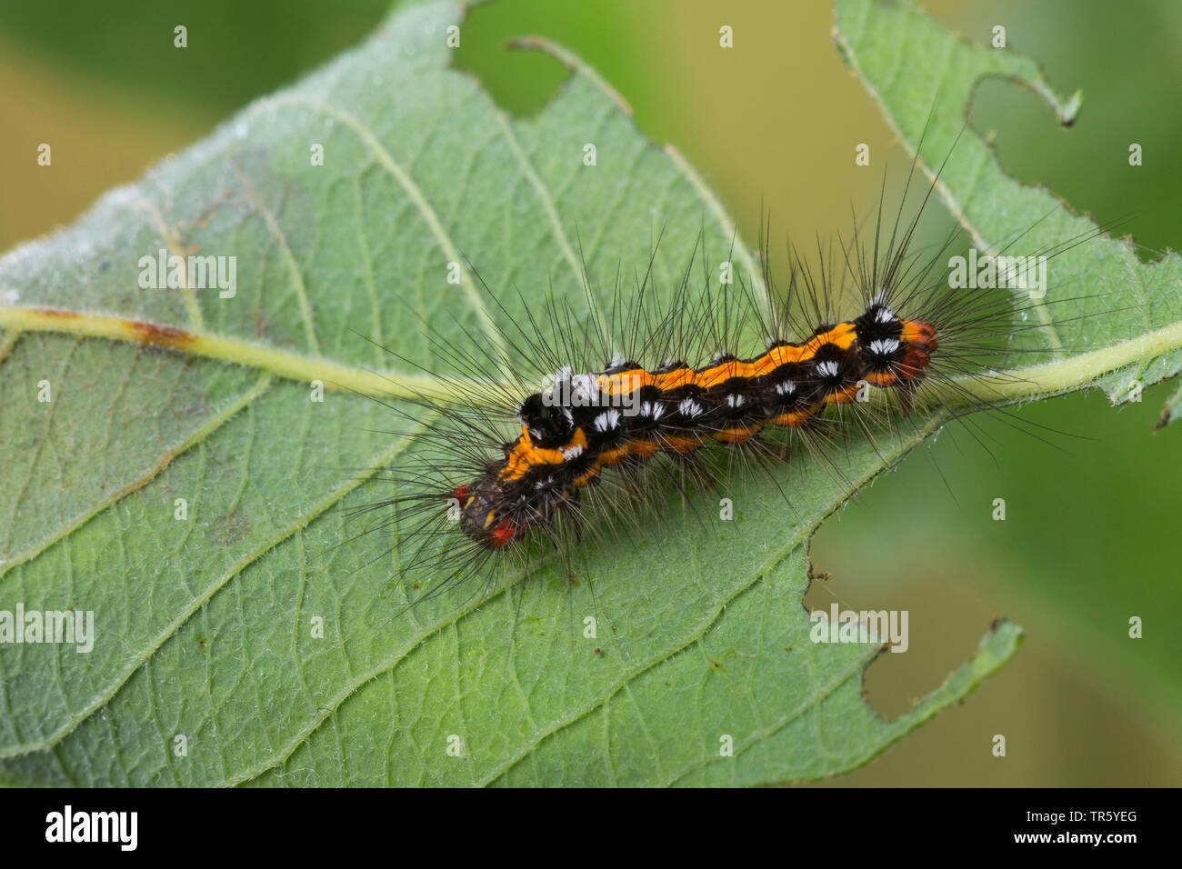 Giallo-coda, Gold-coda (Euproctis similis, Porthesia similis, Sphrageidus similis), Caterpillar a mangiare sallow, Germania Foto Stock