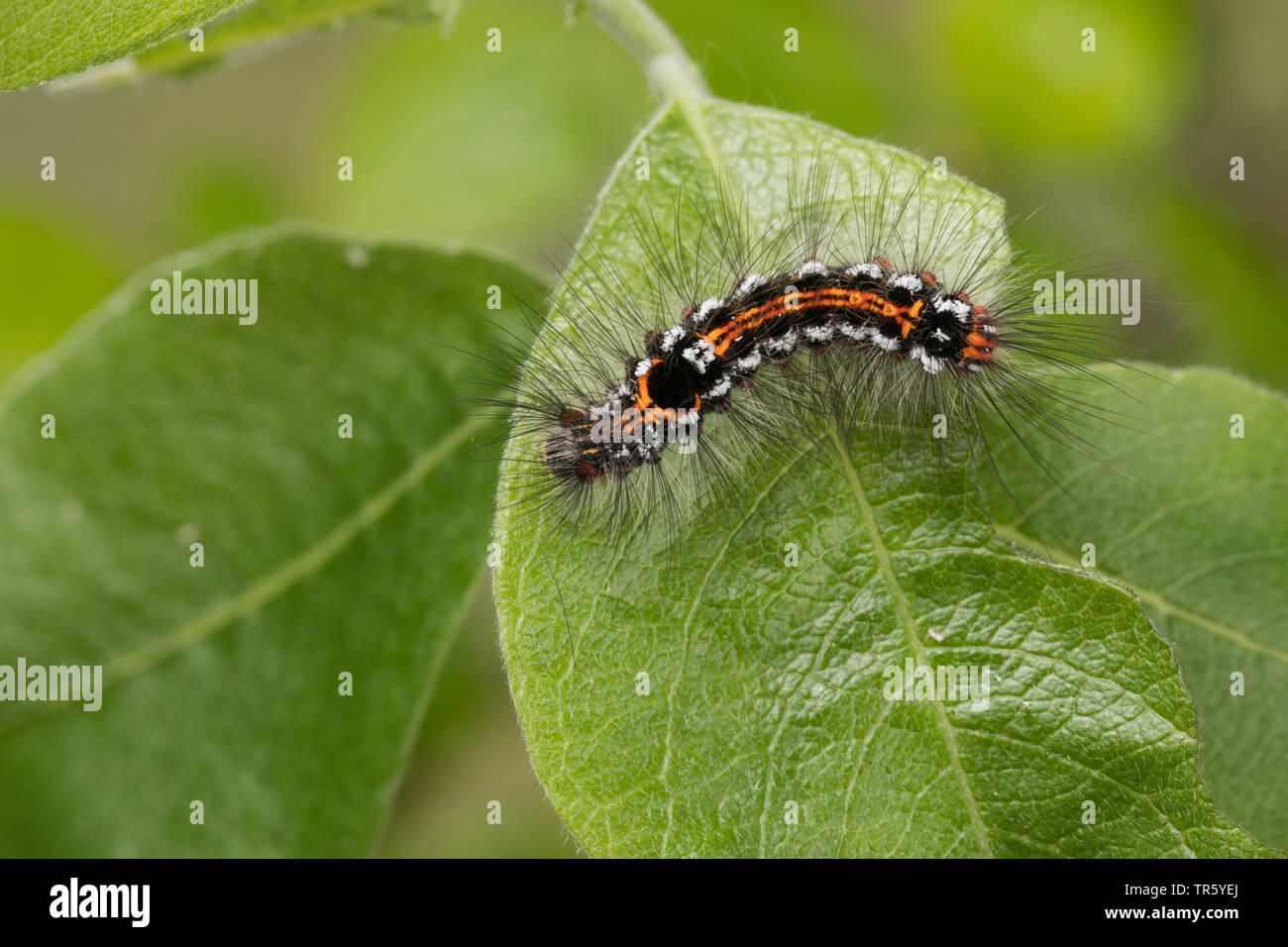 Giallo-coda, Gold-coda (Euproctis similis, Porthesia similis, Sphrageidus similis), Caterpillar a mangiare sallow, Germania Foto Stock
