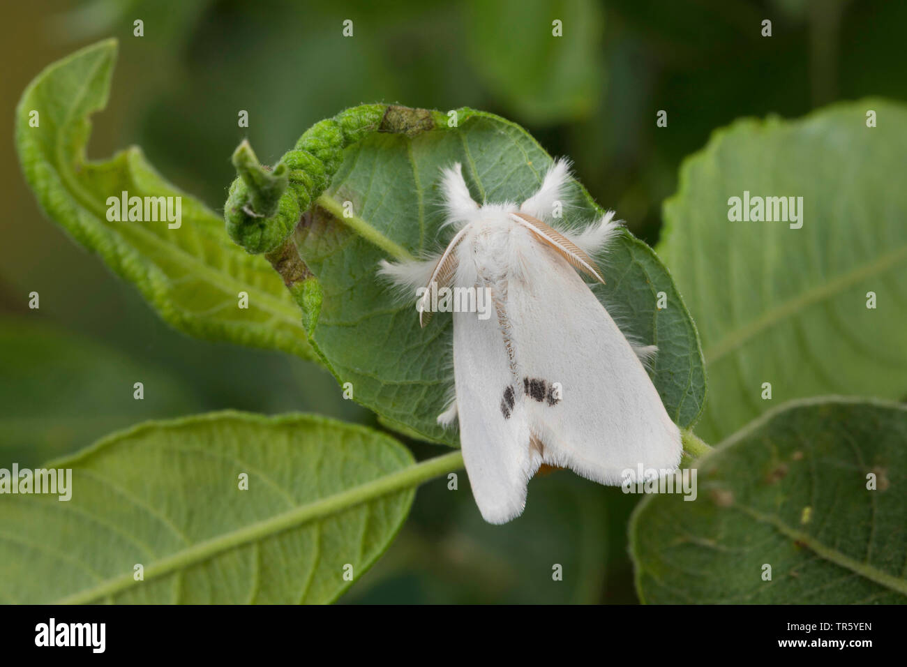 Giallo-coda, Gold-coda (Euproctis similis, Porthesia similis, Sphrageidus similis), imago a una foglia, vista da sopra, Germania Foto Stock