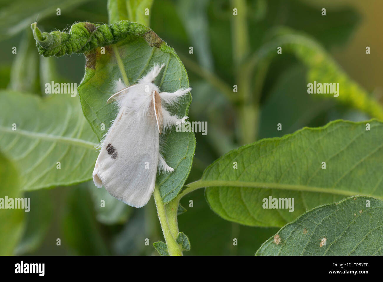 Giallo-coda, Gold-coda (Euproctis similis, Porthesia similis, Sphrageidus similis), imago ad una foglia, vista laterale, Germania Foto Stock