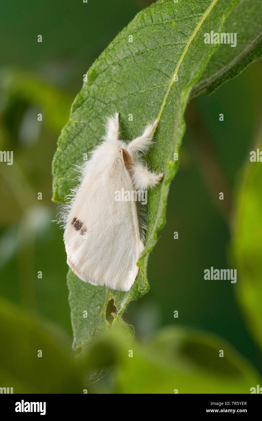 Giallo-coda, Gold-coda (Euproctis similis, Porthesia similis, Sphrageidus similis), imago ad una foglia, vista laterale, Germania Foto Stock