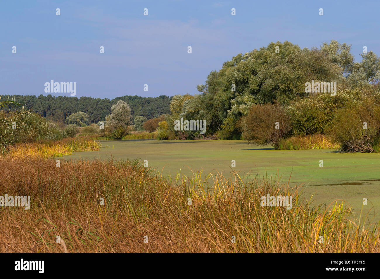 Stagno di anatra con erbe infestanti in un ramo del flusso nel foodplains del fiume Elba, Germania, Bassa Sassonia, Wendland ha Foto Stock