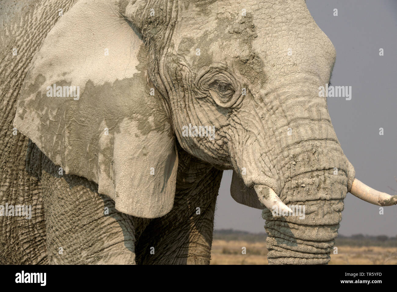 Elefante africano (Loxodonta africana), ritratto dopo il bagno di fango, Namibia, Parco Nazionale Etosha Foto Stock