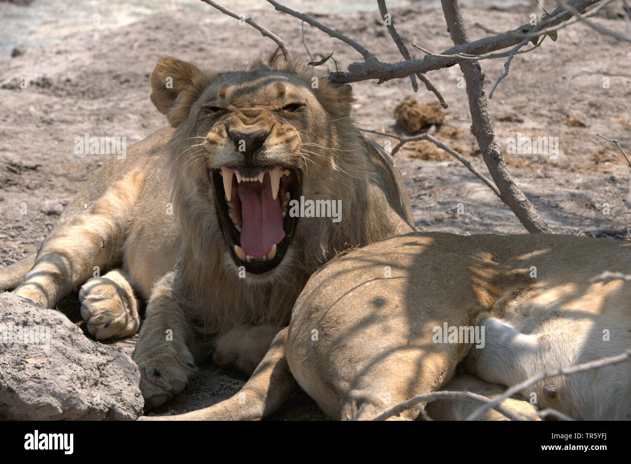 Lion (Panthera leo), urlando lion, Namibia, Parco Nazionale Etosha Foto Stock