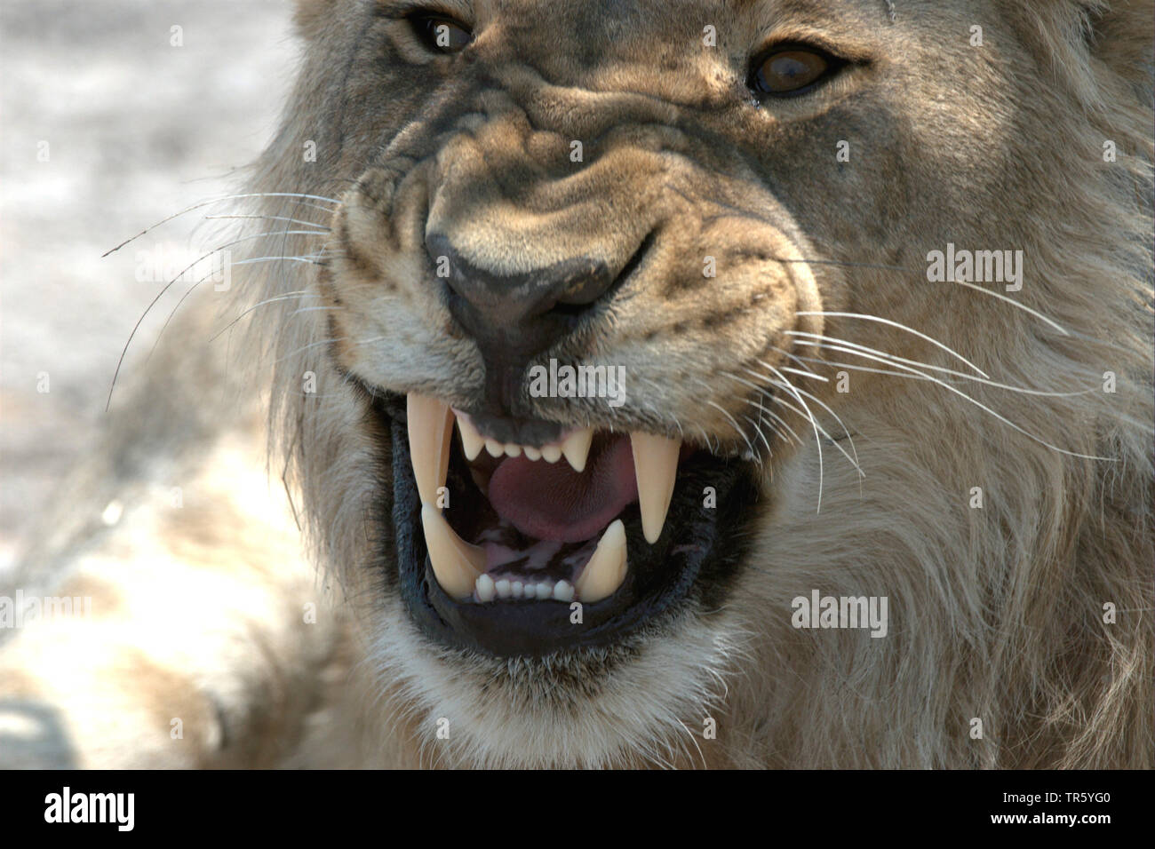Lion (Panthera leo), ululano, ritratto, Namibia, Parco Nazionale Etosha Foto Stock