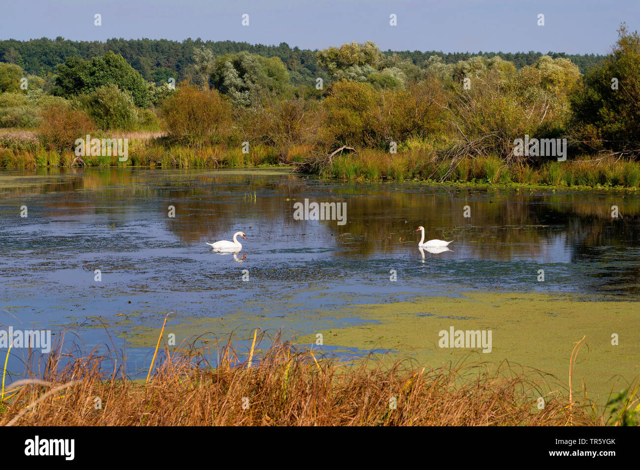 Cigno (Cygnus olor), uno stagno con anatra erbe infestanti in un ramo del flusso nel foodplains del fiume Elba, Germania, Bassa Sassonia, Wendland ha Foto Stock