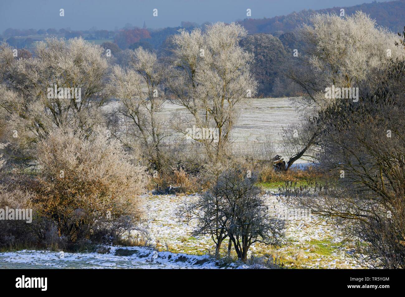 Siepi innevato paesaggio bancario, Germania, Schleswig-Holstein Foto Stock