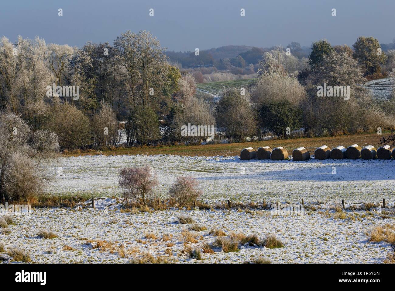 Siepi innevato paesaggio bancario, Germania, Schleswig-Holstein Foto Stock