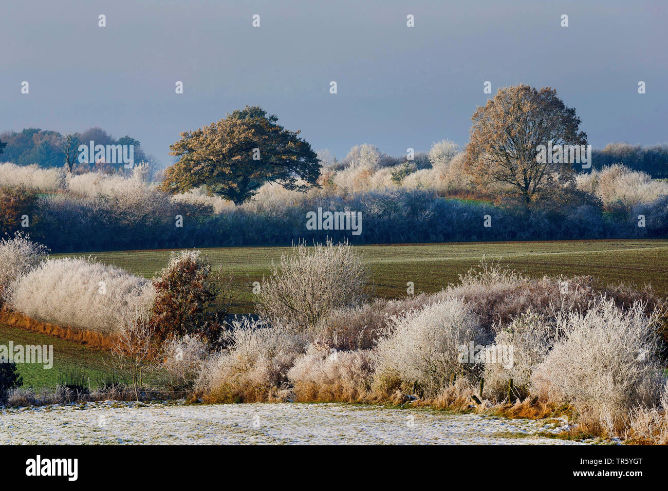 Siepi innevato paesaggio bancario, Germania, Schleswig-Holstein Foto Stock