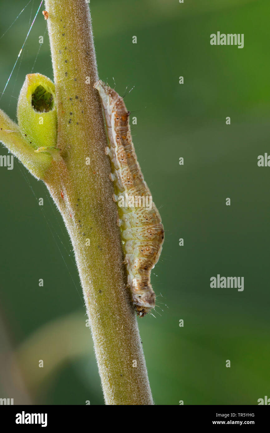 Crema-delimitata pisello verde (Earias clorana, Phalaena clorana), Caterpillar mangiare a Willow, Germania Foto Stock