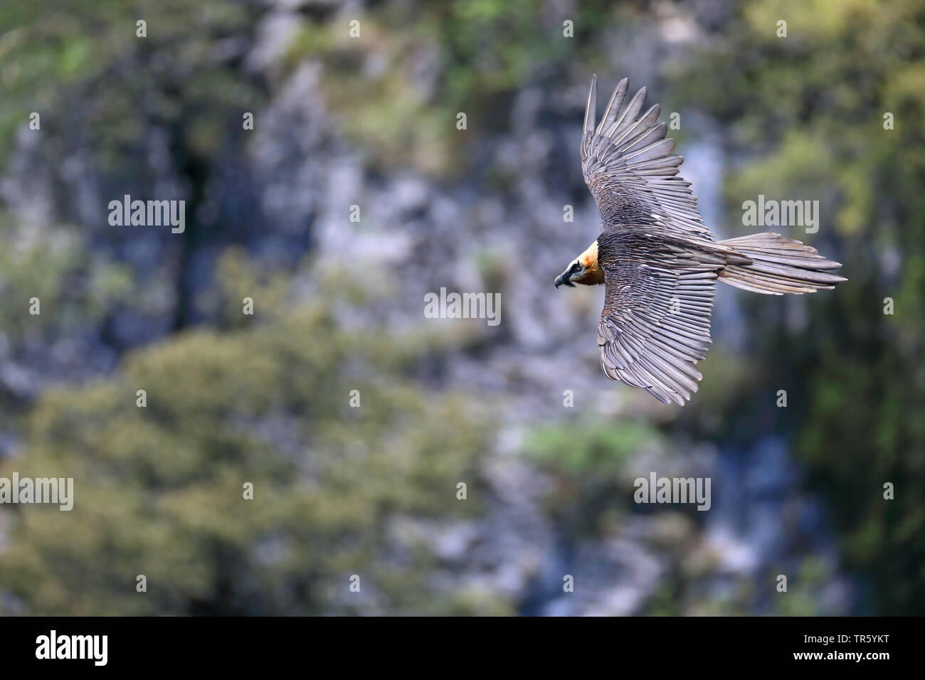 Lammergeier, Gipeto (Gypaetus barbatus), volare in un canyon, Spagna, Ordesa National Park Foto Stock