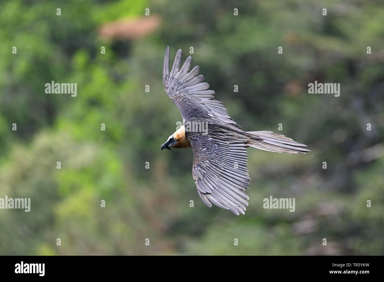 Lammergeier, Gipeto (Gypaetus barbatus), volare in un canyon, Spagna, Ordesa National Park Foto Stock