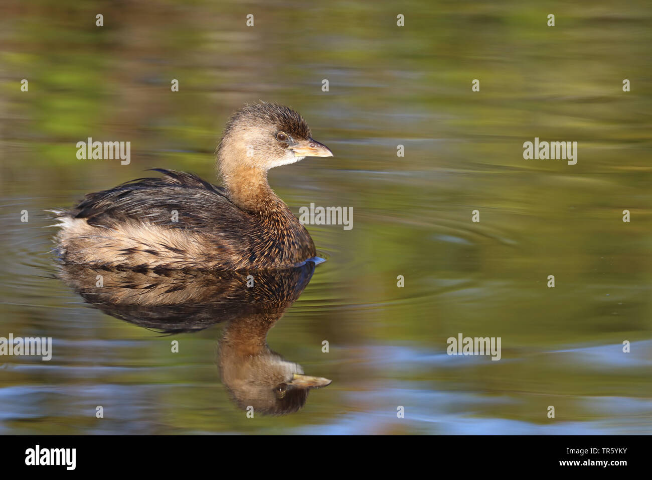 Pied-fatturati svasso (Podilymbus podiceps), d'inverno il piumaggio, nuoto, STATI UNITI D'AMERICA, Florida, Merritt Island National Wildlife Refuge Foto Stock