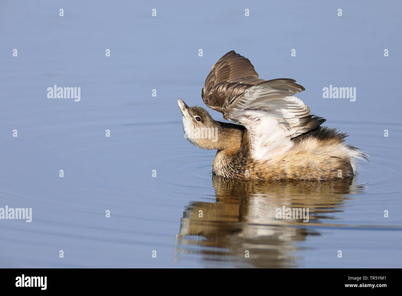 Pied-fatturati svasso (Podilymbus podiceps), d'inverno il piumaggio, nuoto, allungando le ali, STATI UNITI D'AMERICA, Florida, Merritt Island National Wildlife Refuge Foto Stock