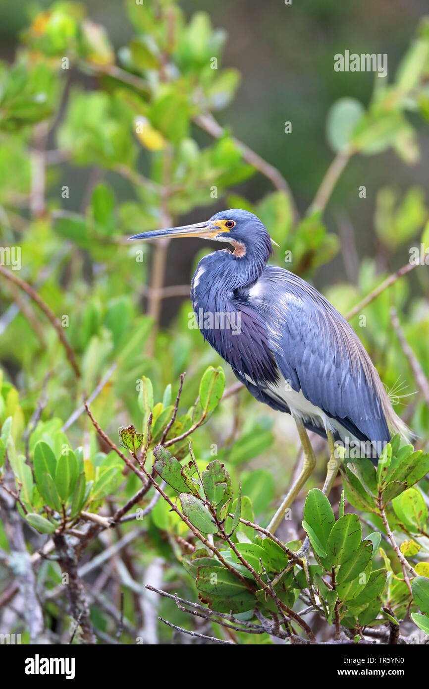 Louisiana Heron, Tricolore Heron (Egretta tricolore), in piedi di mangrovie, STATI UNITI D'AMERICA, Florida, Merritt Island National Wildlife Refuge Foto Stock