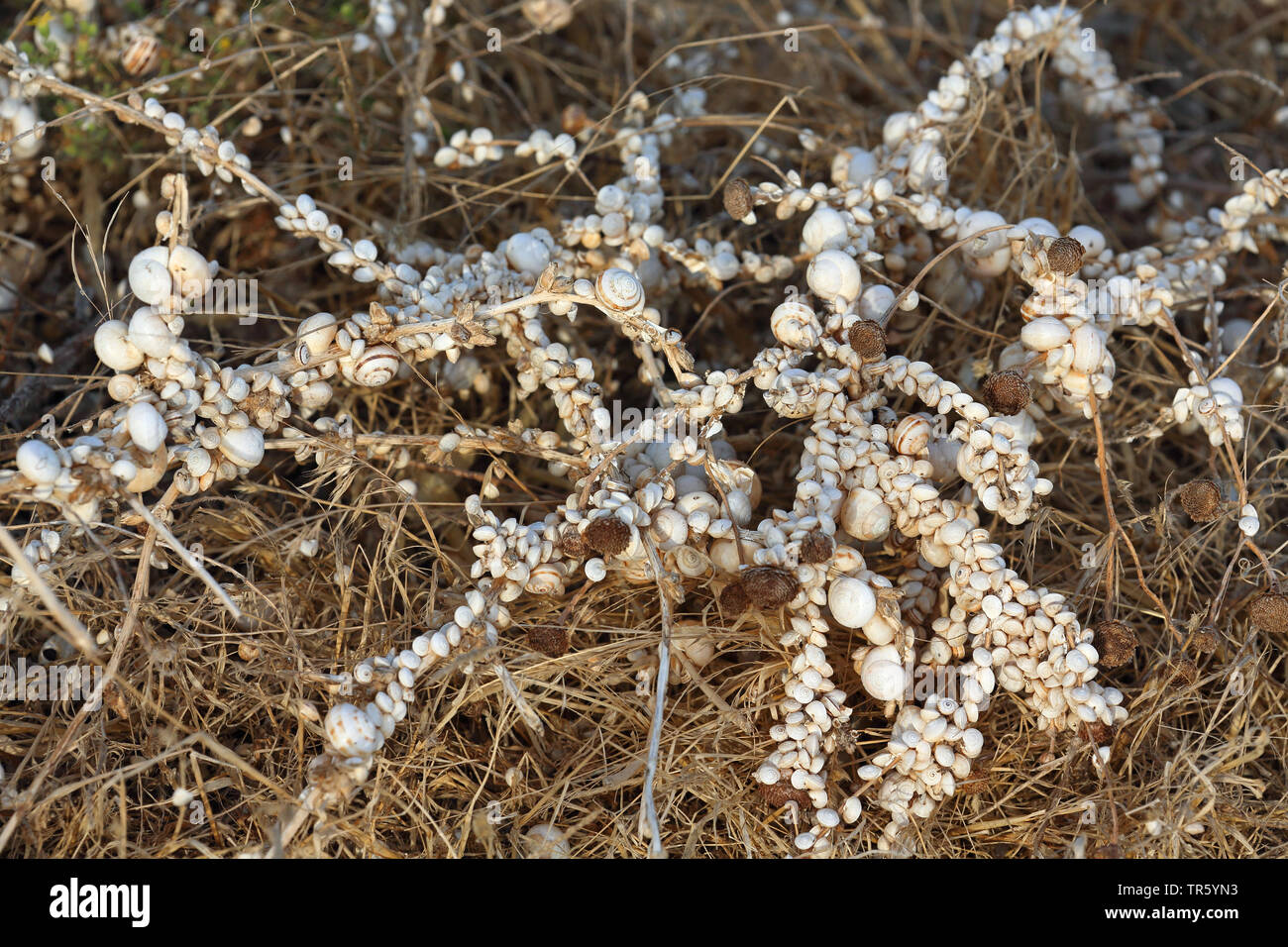 Lumaca sandhill, bianco gardensnail, Mediterraneo lumaca di sabbia, Mediterraneo bianco (lumaca Theba pisana), seduti a piante, Andalusia Foto Stock