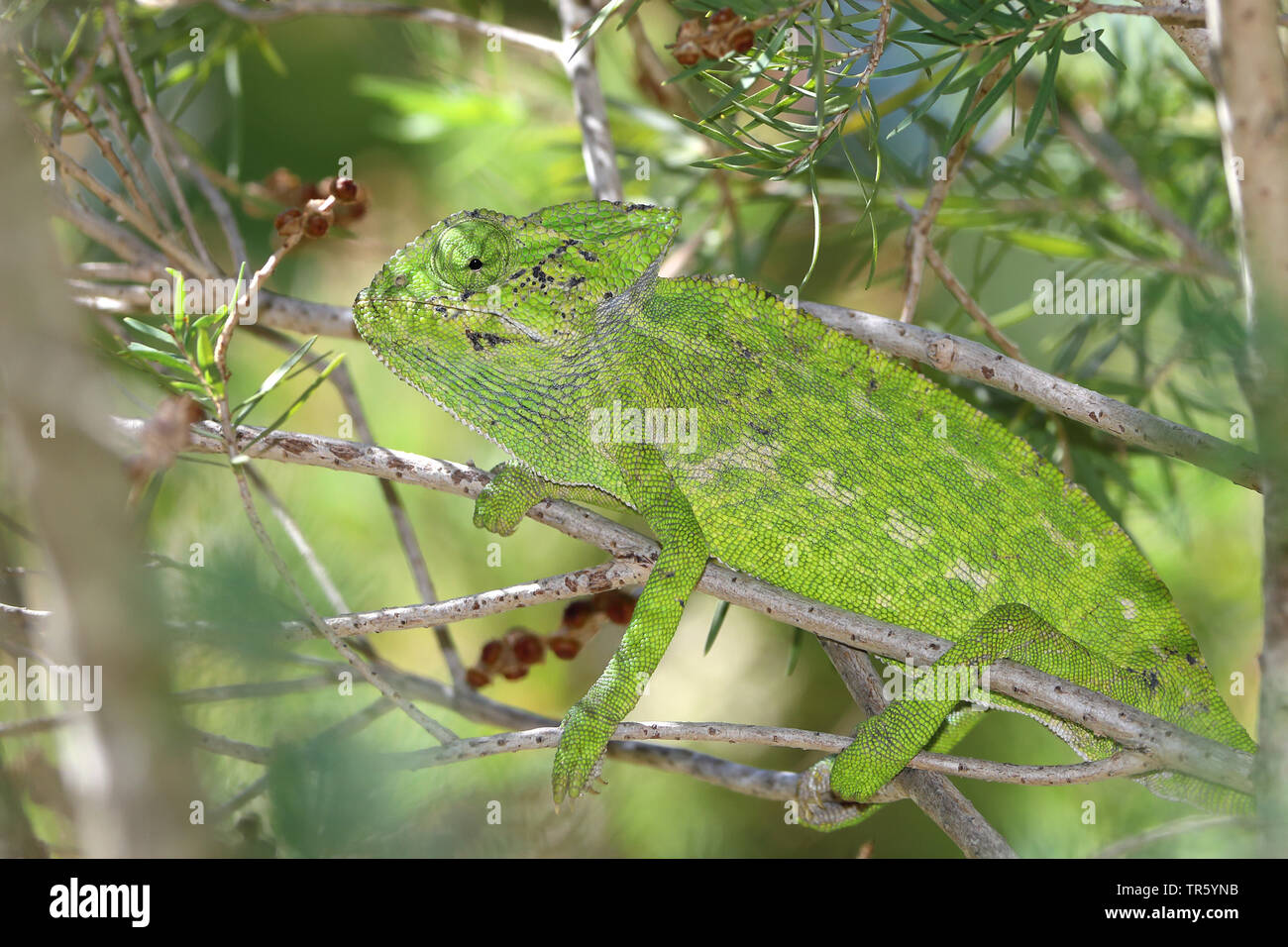 Mediterraneo camaleonte, African camaleonte, Camaleonte comune (Chamaeleo chamaeleon), seduta in una bussola, Spagna, Andalusia Foto Stock